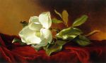 M.J.Heade magnolia