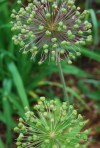 Allium