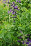 Baptisia