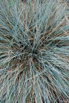 Blue_fescue