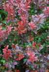Crimson_Barberry
