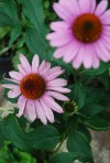 Echinacea