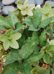 Hellebore