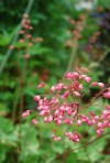 Heuchera
