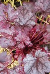 Heuchera_Red