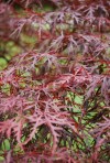 Japanese_Maple