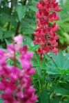 Lupine_flowers