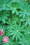 Lupine_leaves