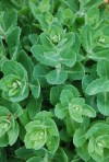Sedum