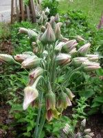 Allium bulgaricum