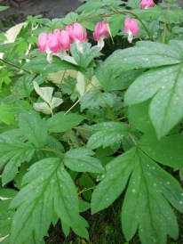 Dicentra