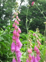 Digitalis & Knautia