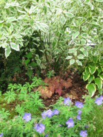 Dogwood, Heuchera, Geranium & Hosta