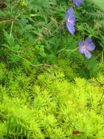 Geranium & sedum
