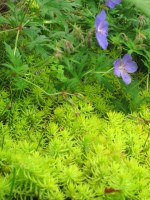 Geranium & sedum