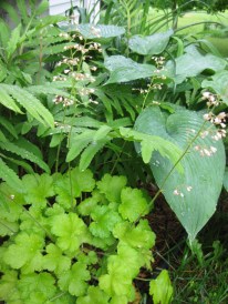Heuchera, Hosta & Fern