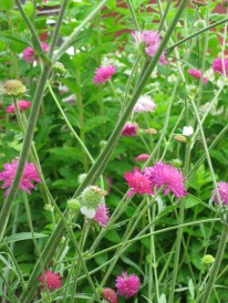 Knautia