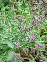 Nepeta