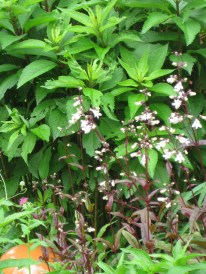 Penstemon & Eupatorium