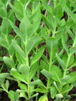 Sedum