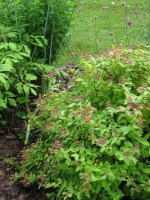 Spirea & Knautia
