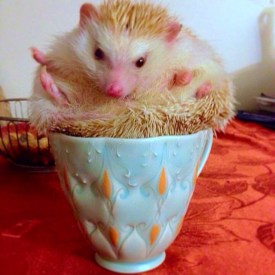 Kristen Kieffer stamped mug with hedgehog